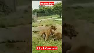 Boxing - Lion & 🐯🐅 tiger #youtube