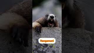 hello hi voice kangaru voice 🐍Please subscribe my channel and like 👍