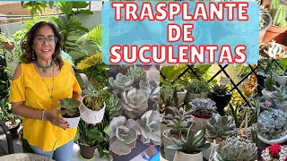 TRASPLANTE DE SUCULENTAS#jardín#trasplante#suculentas#cuidados#