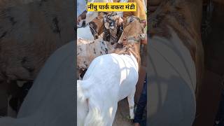 Nimbu park bakra mandi#shorts#youtubeshorts#bakramandi