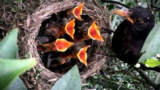 Touching! As Bird Arrives with Food Only Enough for One Chick & Others Keep on Screaming in Hunger