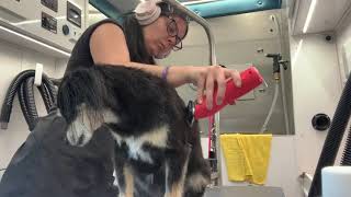 Dog Grooming Tips & Tricks