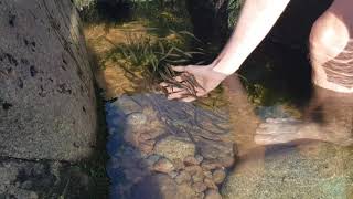 lots of little fish trapped in a rock pool on greve de lecq beach Jersey