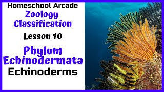 What are Echinoderms? | Phylum Echinodermata