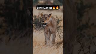 The lone lioness #predator #shorts #trending