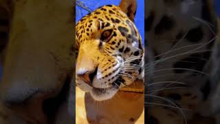 Jaguar BOOP!