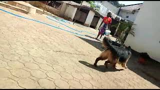 Pedigree Purebred German shepherd dog in Tanzania #germanshepherd #germanshepherddog #dogshorts