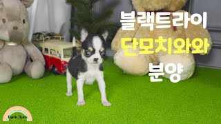 블랙트라이 단모치와와 분양. Chihuahua puppy for sale.