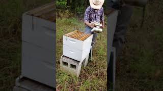 Checking on the bees -- phone video