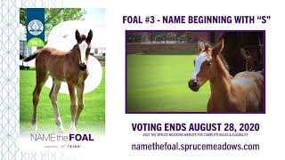 2020 Spruce Meadows, Name the Foal, presented by TELUS - Meet Foal #3!