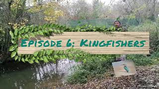 Reading Nature Episode 6: Kingsfishers