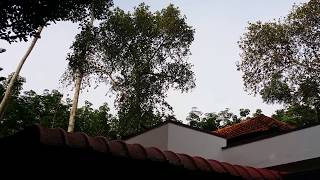 Jackfruit in Kerala, India