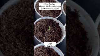 Perennial Shasta Daisy Seed Starting *and Updates* 🌱 Crochet, Garden, Repeat