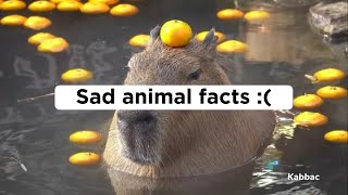 Sad animal facts:(