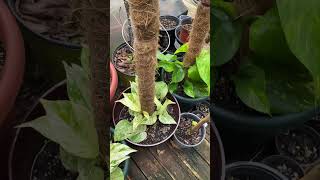 How to stake your Golden Pothos and Marble Queen #shorts #shortvideo #my #plant #mylittlejungle