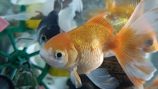 Gold Fish #aquarim setup #fish lover #relaxing #update #livestrem #ASMR