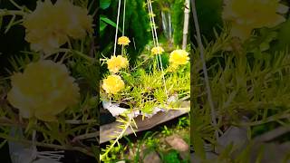 flowers status video❤||gardening video🌿||#trending #shorts #status#garden