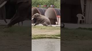 How to give an elephant a bath #elephant #bath