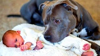 Funny Dogs Protecting And Babies Compilation 2017 - &