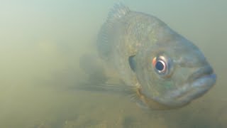 Ky pond fishing at its best.