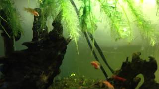 5 Gallon Badis Planted Aquarium Update 2/3/2014