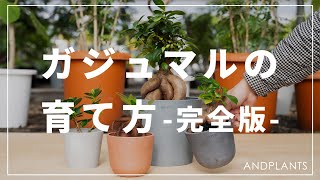 【完全版】ガジュマルの育て方を植物バイヤーが語る｜水やり・置き場所・剪定・失敗例を紹介＃ガジュマル　＃観葉植物　＃インテリア　＃剪定