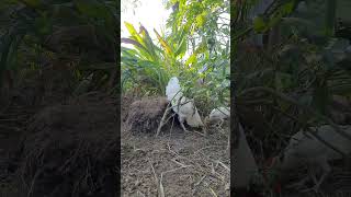 #rooster #viral #animals #shortvideo #hen  #youtube #hd