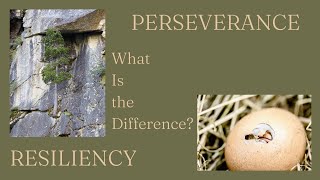 Resiliency & Perseverance - What's the Difference?