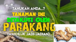 TAHUKAH ANDA...TANAMAN INI DITAKUTI OLEH PARAKANG (Makhluk Jadi-Jadian)