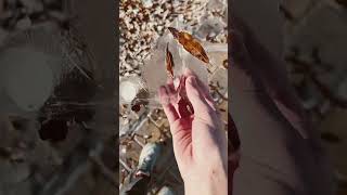 Leaves can apparently form ice bubbles in water #snow