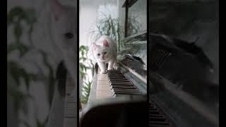 My Cat plays the Piano #shorts