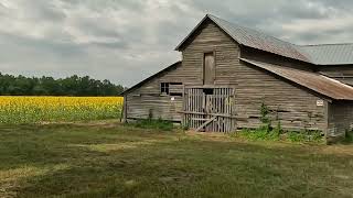 JL’S Sunflower patch August 5th