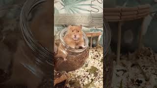 Hamster has a black nose after digging 🤣