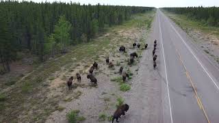 131 - See wild Bison on Day 2 of our Mackenzie Nahanni Experience with North Star Adventures July 17