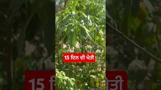 15 ਦਿਨ ਦੀ ਖੇਤੀ #shorts #viral #youtubeshorts #nyarapunjab