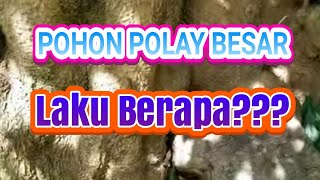 Menemukan Pohon Polay/Pule Sangat Besar Sekali Di Alam, Kira2 Laku Berapa???