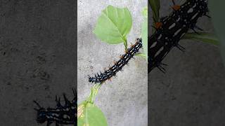 A beautiful caterpillar is having breakfast #caterpillar #animals #nature #shorts