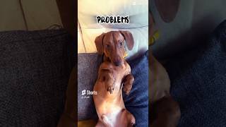 Problems #dacshund #funny #puppylife #puppy #memes