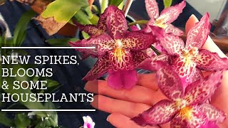 June Update : Houseplants, Orchids, Blooms, Spikes // Operation Home Jungle!