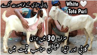 White Tota Puri  🤍. 30 Ka Pair 🔥 Abdul Basit Bhai K Vip Bakray Sastey Daam Mai.