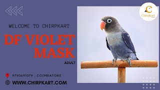 DF VIOLET MASK || AFRICAN LOVE BIRDS || LOVE BIRDS || ADULT || CHIRPKART || COIMBATORE