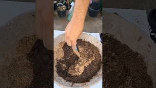 Plant Repotting 122 (Hibiscus).#shorts #trending #viralvideo #ytshorts