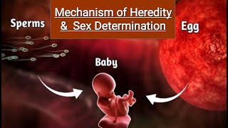 Mechanism of Inheritance | Heredity  and Evolution | Sex Determination | Twins