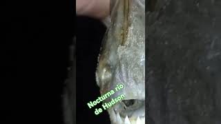 la chica mala como algunos la conocen #pescando #viralvideo #viralreels