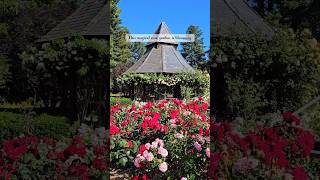 Explore the Stunning Cowden Rose Garden in Walnut Creek#california   #travel#youtubeshorts #usa