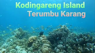 Plesiran Pulau Kodingareng Snorkeling Terumbu Karang