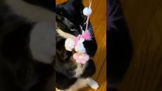 Cat Loves Her New Toy #cat