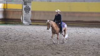 WALK E TROT ALL AGES HORSEMANSHIP. IAF 7038