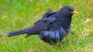 Few More Short Clips of Molty the Blackbird [4K]