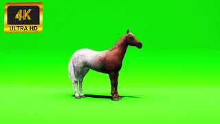 008 - Green Screen | Chroma Key | Animal 4K | Horse